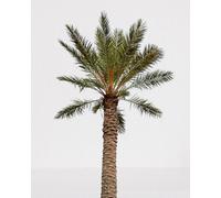 10 Graines À Semer - Le Grenier D'abondance - Palmier Dattier - Phoenix Dactylifera