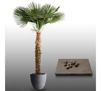 10 Graines À Semer - Le Grenier D'abondance - Palmier De Chine - Trachycarpus Fortunei