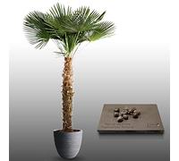 10 Graines À Semer - Le Grenier D'abondance - Palmier De Chine - Trachycarpus Fortunei