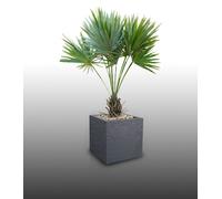 10 Graines À Semer - Le Grenier D'abondance - Palmier De Floride - Leucothrinax Morrisii