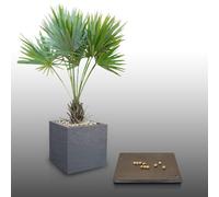 10 graines à semer - Le Grenier d'Abondance - Palmier de Floride - LEUCOTHRINAX Morrisii