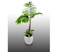 10 Graines À Semer - Le Grenier D'abondance - Palmier De Mac Arthur - Ptychosperma Macarthurii