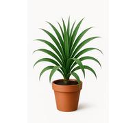 10 graines à semer - Le Grenier d'Abondance - Palmier de Nouvelle-Zélande - Cordyline banksii