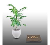 10 graines à semer - Le Grenier d'Abondance - PALMIER De Pacaya - Chamaedorea Tepejilote