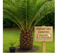 10 graines à semer - Le Grenier d'Abondance - PALMIER DES CANARIES - Phoenix Canariensis