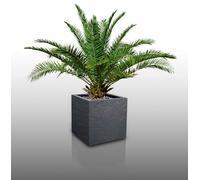 10 Graines À Semer - Le Grenier D'abondance - Palmier Des Canaries - Phoenix Canariensis