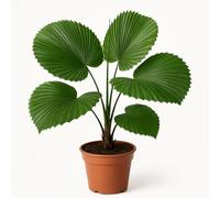 10 graines à semer - Le Grenier d'Abondance - PALMIER d'ombre Tropicale - Licuala Paludosa