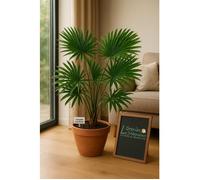10 graines à semer - Le Grenier d'Abondance - PALMIER d'ombre Tropicale - Licuala Paludosa
