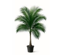 10 graines à semer - Le Grenier d'Abondance - PALMIER MAJESTY - Ravenea rivularis