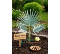 10 graines à semer - Le Grenier d'Abondance - Palmier Mazari - Nannorrhops Ritchieana
