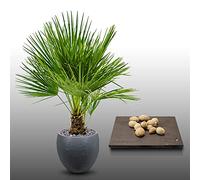 10 graines à semer - Le Grenier d'Abondance - PALMIER NAIN - Chamaerops Humilis
