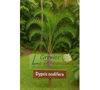 10 graines à semer - Le Grenier d'Abondance - Palmier nodifère - Dypsis Nodifera