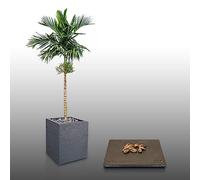 10 graines à semer - Le Grenier d'Abondance - Palmier PTYCHOSPERMA SP Black Fruit