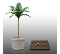 10 Graines À Semer - Le Grenier D'abondance - Palmier Royal - Roystonea Regia