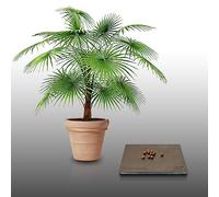 10 graines à semer - Le Grenier d'Abondance - Palmier THRINAX Radiata