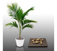 10 graines à semer - Le Grenier d'Abondance - PALMISTE BLANC - Dictyosperma Album