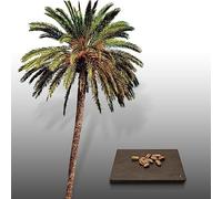 10 graines à semer - Le Grenier d'Abondance - PHOENIX LOUREIROI V. HUMILIS - Kashmir Mountain Date Palm