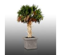10 graines à semer - Le grenier d'Abondance - SABAL Palmetto - Chou Palmiste