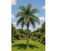 10 graines à semer - Le Grenier d'Abondance - SYAGRUS ROMANZOFFIANA - Palmier Royal du Brésil