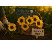 10 graines à semer - Le Grenier d'Abondance - Tournesol Nain - Helianthus annuus