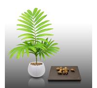 10 graines à semer - Le Grenier d'Abondance - VEITCHIA - Veitchia Winin