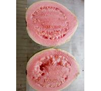 10 Graines/Accueil Jardin des plantes pack bricolage graines fraîches Guava goyavier Thai Rose Grande Fruits Seed Livraison gratuite