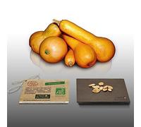 10 graines Bio à semer - Le Grenier d'Abondance - COURGE COUREUSE LONGUE DE NICE Certifié AB - Curcurbita maxima