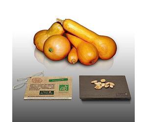 10 graines Bio à semer - Le Grenier d'Abondance - COURGE COUREUSE LONGUE DE NICE Certifié AB - Curcurbita maxima