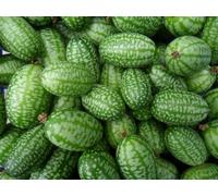 10 Graines cucamelon - Melothria scabra green -Comestible - Rare - Concombre à confire, plante grimpante de pastèques miniatures - Fruit Jardin - 366