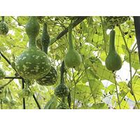 10 Graines de Calebasse - courge légume - semences reproductibles - non traitées