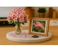 10 Graines de CASSIE ROSE - Casse de Java - Cassia Javanica Nodosa - Superbe fleur ROSE - Fleur Jardin - 388