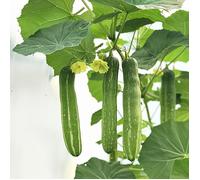 10 Graines de Courge éponge - SemiSauvage Permaculture