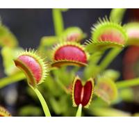 10 Graines de Dionée Attrape-Mouche - Dionaea Muscipula - Plante Carnivore - Fleur Jardin - 273