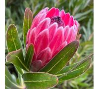 10 graines de fleurs de protée rose