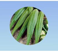 10 Graines de Gombo - Variété Clemson Spineless - Légume- Fruit Exotique pour un Jardin Productif