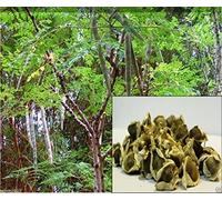 10 graines de moringa semi-baguette, arbre de vie ou The Miracles oleifera Tree-Moringa
