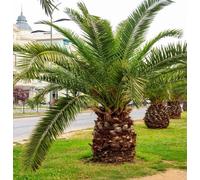 10 graines de palmier