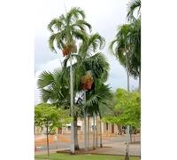 10 Graines de Palmier de Darwin - Carpentaria acuminata - Arbre tropical Ornement - Jardin - 285
