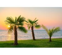 10 Graines de Palmier des Bermides - Sabal Bermudana - Palmier tropical - 15ml - Vert bleuté - Arbre Jardin - 374