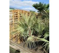 10 Graines de Palmier Mazari - Nannorrhops ritchieana - Arbre Tropical Ornement - 288