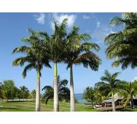 10 Graines de Palmier Royal de Cuba - Roystonea Regia - Arbre tropical Ornement - Jardin - 284