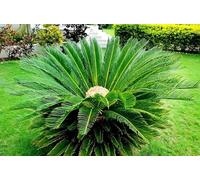 10 graines de palmier sagoutier fraîches et neuves