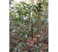 10 Graines de Palmier tropical d’ombre rare et élégant - Geonoma interrupta - Arbre Tropical Jardin - 355