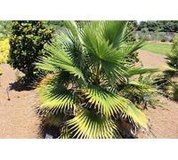 10 graines de palmier Washingtonia Filifera