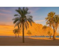 10 Graines de Phoenix canariensis - Palmier des Canaries - Palmier ornemental majestueux - Arbre Jardin - 377