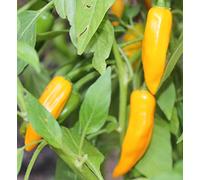 10 Graines de Piment Bulgarian Carrot - durée de maturation courte, fruits juteux