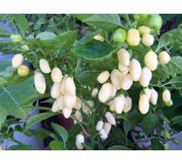 10 Graines de Piment Habanero blanc (weiß) - couleur du fruit excellent, très bon rendement