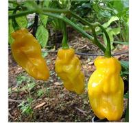 10 Graines de Piment Habanero jaune (gelb) - piment classique et répandu