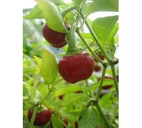 10 Graines de Piment Red Cherry Large - idéal our la jardinière, fruits en forme de cerise