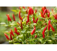 10 Graines de Piment Thai Hot Culinary - sorte de la Thaïlande, très bon rendement